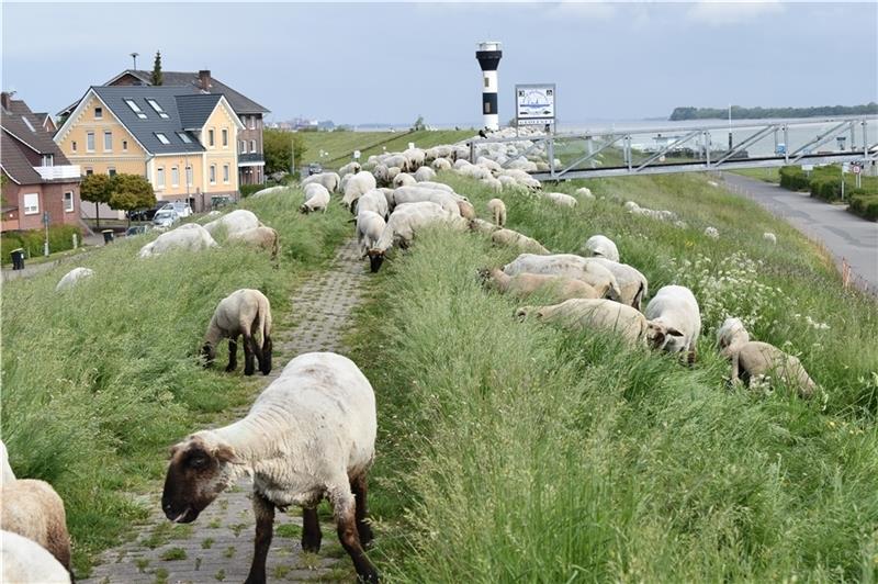 Schafe sind vierbeinige Deichschützer , hier sind sie am Elbdeich vor dem Fährhaus Twielenfleth im Einsatz. Foto Vasel