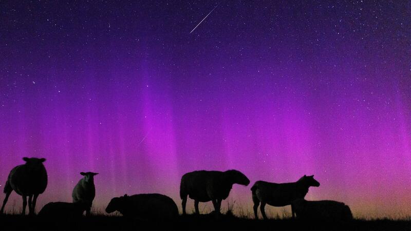 Polarlichter und Sternschnuppen am Nachthimmel Schafe stehen auf einem Deich zur Nordsee in Ostfriesland unter Polarlichtern, während eine Sternschnuppe am Nachthimmmel verglüht.