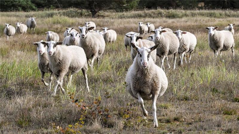 Schafe werden in der Heide zur Landschaftspflege eingesetzt. Werden sie bei der Beweidung gestört, hat das negative Folgen für die Tiere und die Natur. (Symbolbild)