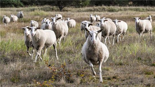 Schafe werden in der Heide zur Landschaftspflege eingesetzt. Werden sie bei der Beweidung gestört, hat das negative Folgen für die Tiere und die Natur. (Symbolbild)