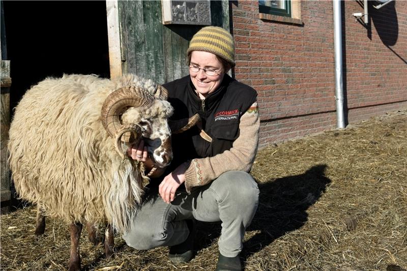 „Schaffrau“ Jana Ingerowski und Bock Sokrates. Für die vom Aussterben bedrohte Rasse Walachenschaf gibt es in Ahlerstedt noch ein Plätzchen mit Zukunft. Erhalten durch Nutzung ist das Motto, mit dem die Tiere gehalten werden. Fotos: Felsch