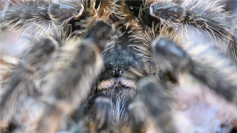 Schau mir in die Augen - klein und versteckt zwischen haarigen Beinen der Riesenvogelspinne bei einer Ausstellung