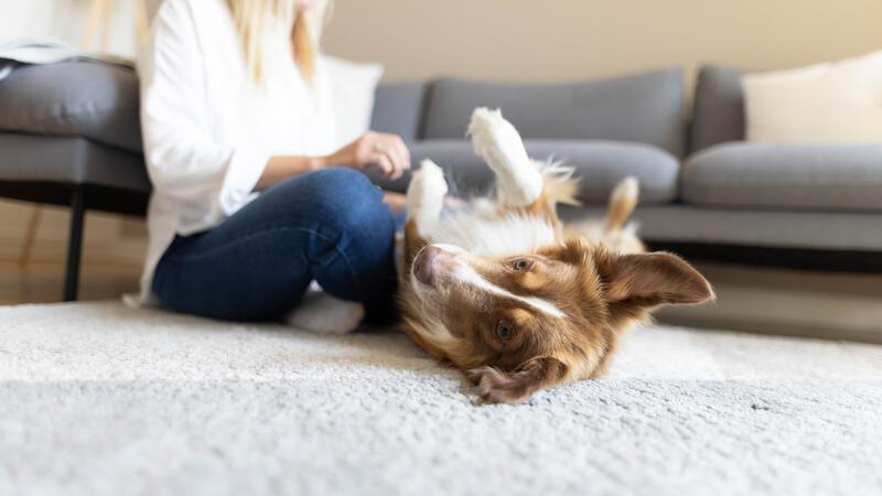 Hund spielt mit Frauchen.