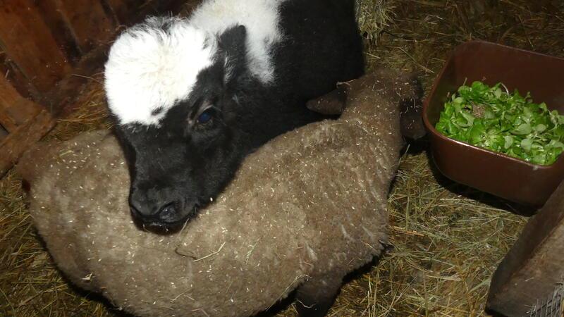 Tierische Waisenkinder pflegen in Dornbuschermoor außergewöhnliche Freundschaft Schicksalsgenossen: Beide blieben als Tierbabys alleine und ohne ihre Herden zurück. Yak-Kalb Pepe und Deichlamm Edda haben auf dem Tierschutzhof tierische Freundschaft geschlossen.