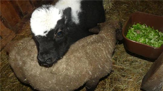 Schicksalsgenossen: Beide blieben als Tierbabys alleine und ohne ihre Herden zurück. Yak-Kalb Pepe und Deichlamm Edda haben auf dem Tierschutzhof tierische Freundschaft geschlossen.