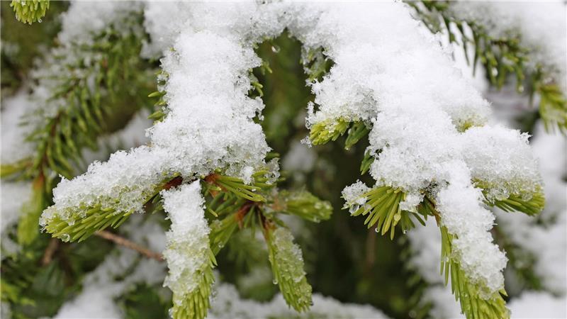 Schierke: Fichtenzweige im weißen Mantel – die Eisheiligen bringen Schneefall in die Harzer Höhenlagen
