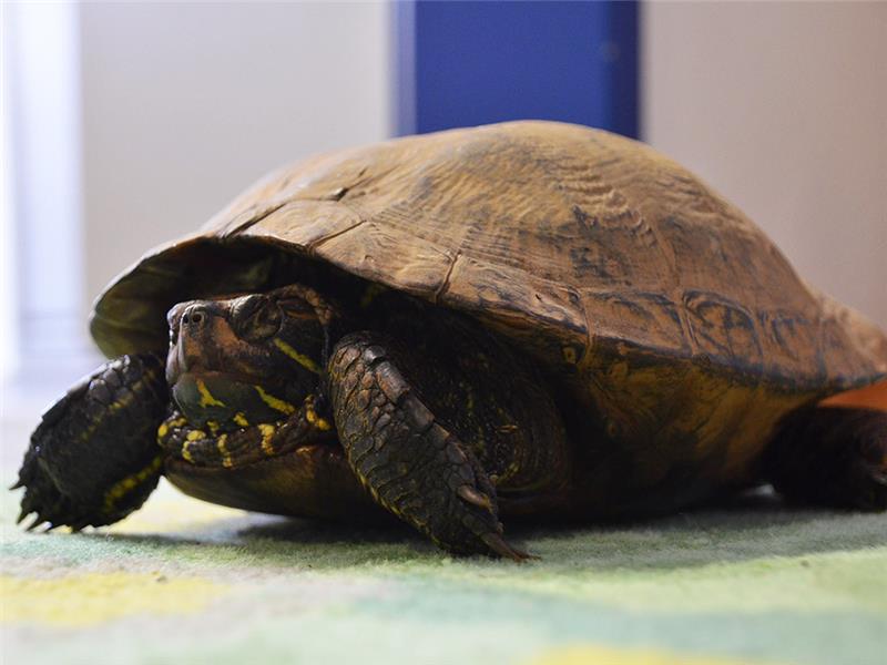 Schildkröte sucht ihr Zuhause.