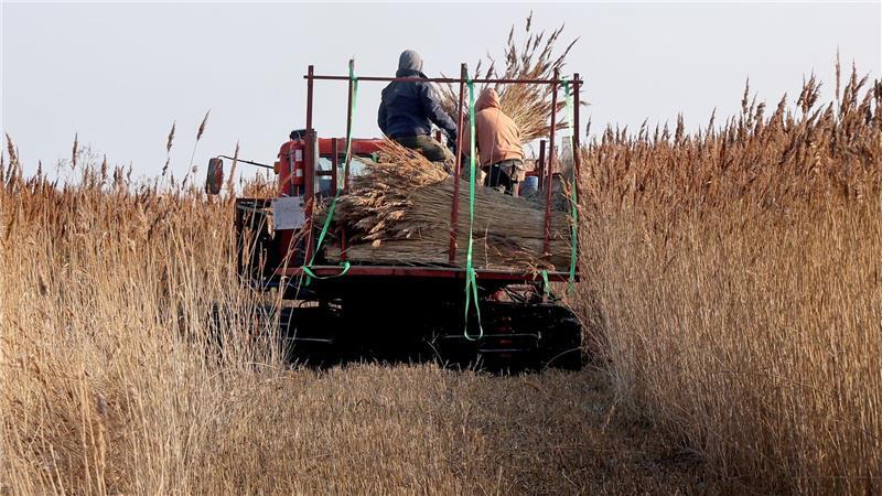 Schilfrohr wächst auf nassen Flächen etwa in Uferbereichen. 