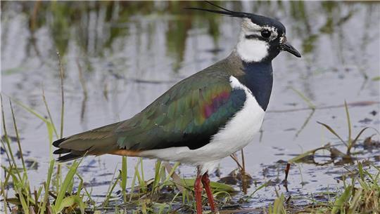 Schillernd und akrobatisch: Der Kiebitz macht immerzu auf sich aufmerksam.