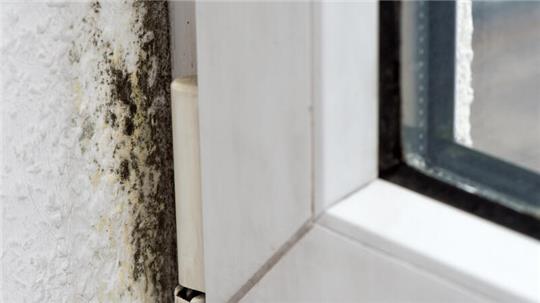 Schimmel in der Wohnung kann gesundheitsschädlich sein.