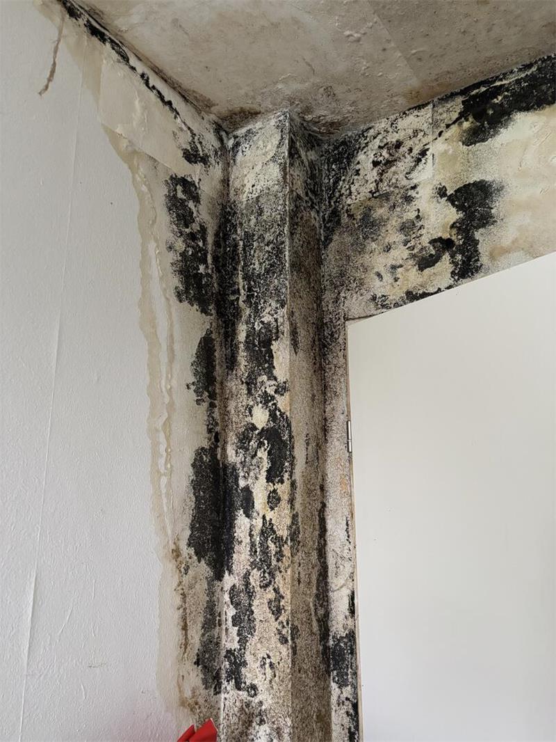 Schimmelbefall in Silke Kurths Wohnung.