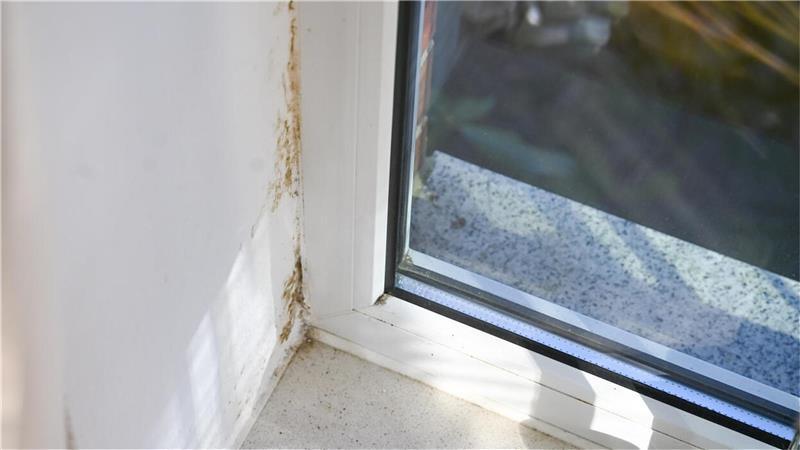 Baupfusch: Nachbarschaftsstreit um diese Fenster eskaliert Schimmelbildung in den Fensterecken – es ist einfach zu kalt, unter anderem weil die Scheiben der Fenster im Keller unter der Wohnung teilweise nicht ganz verschlossen sind. Foto: Scheschonka