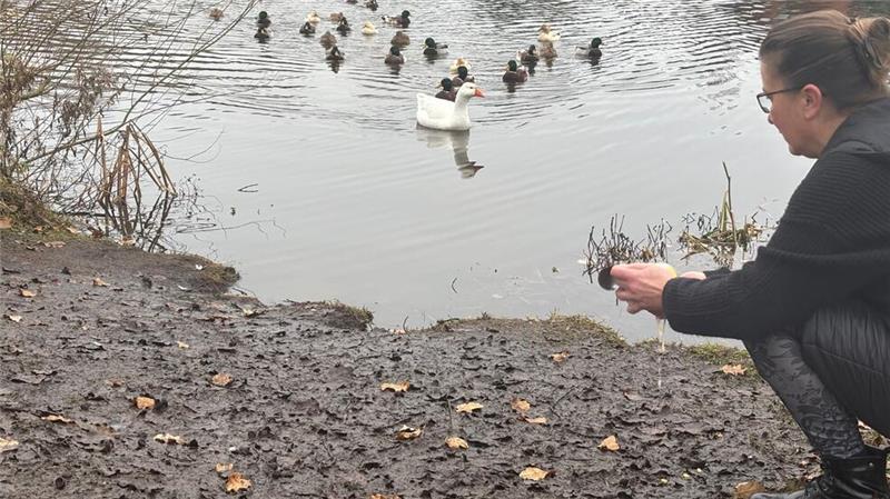 Schlaubi schwimmt zu Nora Schmidt-Eustermann. Die Harsefelderin hat die Gans, wie viele andere rund um die Teiche, in ihr Herz geschlossen.