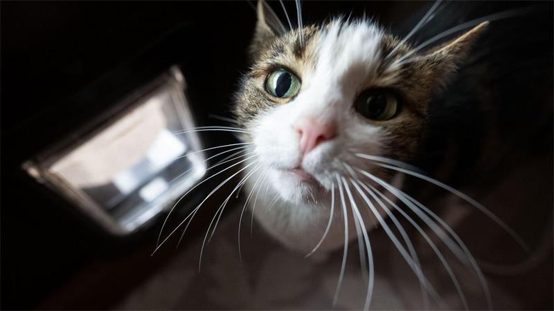GPS und KI: Wie viel Hightech braucht meine Mieze? Schlaue Mieze oder smarte Katzenklappe?