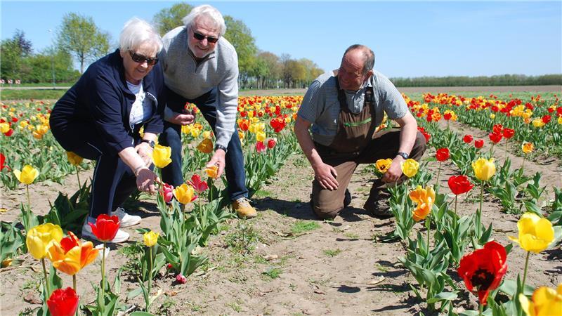 Schlechte Erfahrungen mit Pflanzendieben: Das Buxtehuder Ehepaar Schulze und Landwirt Heinrich Dammann am Tulpenfeld in Apensen.