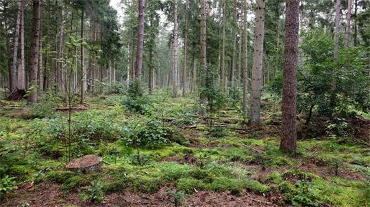 Schleswig-Holstein verfolgt das Ziel, stabile Laub- und Mischwälder zu entwickeln, die im Klimawandel bestehen. (Archivbild)