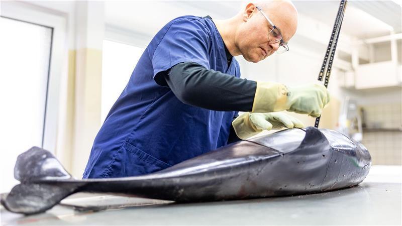 Schleswig-Holsteins Umweltminister Tobias Goldschmidt (Grüne) untersucht einen toten Schweinswal, der an der Küste der Insel Sylt aufgefunden wurde. (Archivbild)