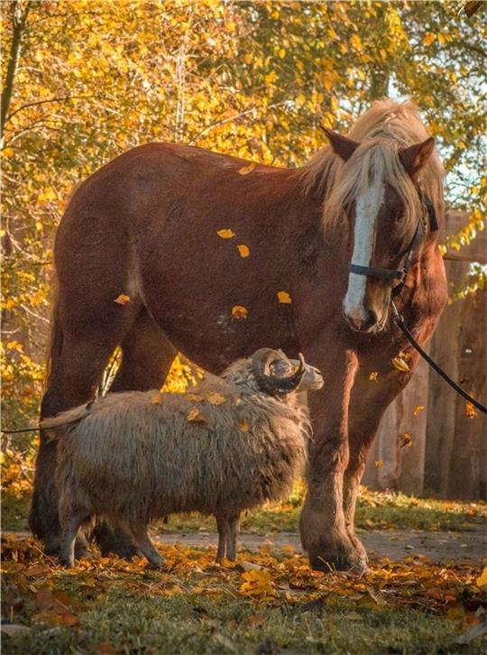 Schleswiger Kaltblutstute Halita und Skuddenbock Wotan gehören vom Aussterben bedrohten Haustierrassen an. Foto: Hilk/Natureum