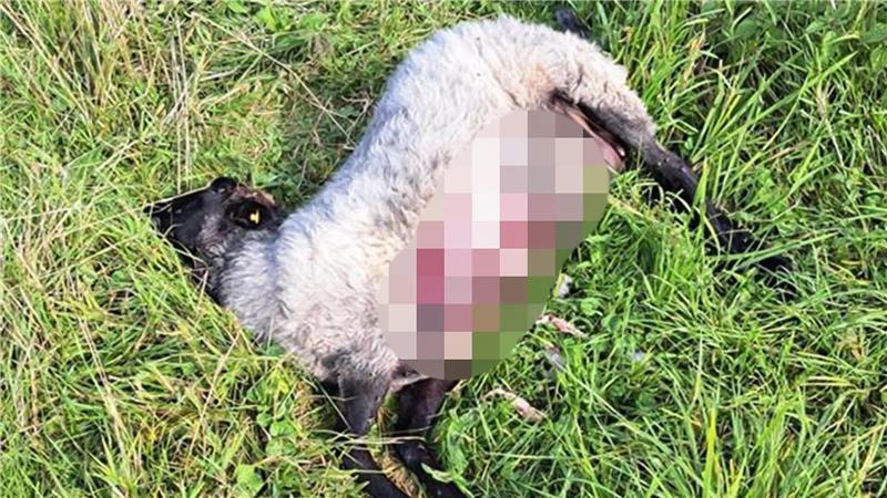 Nächster Wolfsriss im Kreis Cuxhaven: Drei Schafe in Wohngebiet getötet Schlimmer Anblick: So musste Jutta Ginsel zwei ihrer Schafe vorfinden - ein anderes wurde verschleppt.