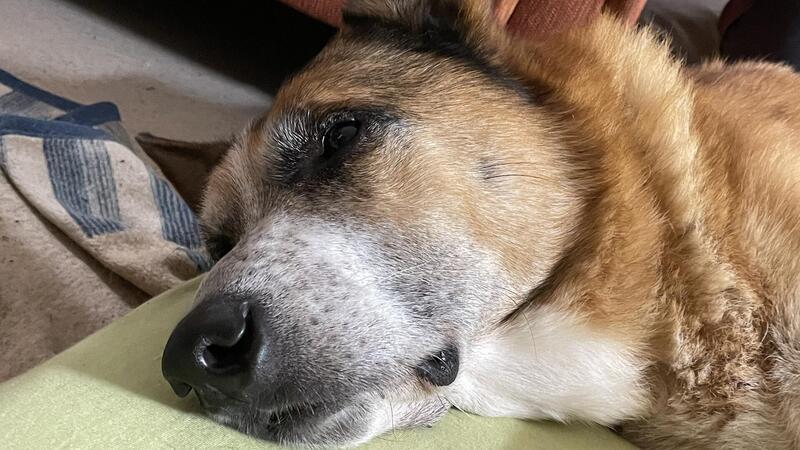 Obdachloser rettet Hund vor Gewalt Schlinki liegt friedlich auf einer Decke. "Die einzige Sprache, die er versteht, ist Prügel", hat sein früherer Besitzer gesagt. Mino hat den Hund gerettet.