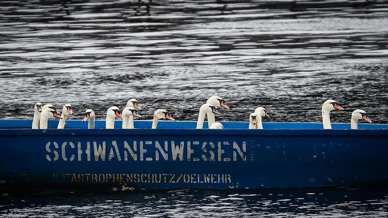 Schluss mit Außenalster - Fast alle Hamburger Alsterschwäne sind wieder zurück im Winterquartier. (Archivbild)