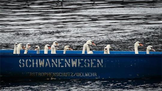 Schluss mit Außenalster - Fast alle Hamburger Alsterschwäne sind wieder zurück im Winterquartier. (Archivbild)