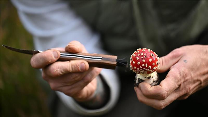 Trendhobby Pilzesammeln: Der Wald als „bullshitfreie Zone“ Schmid putzt die Pilze bereits im Wald.