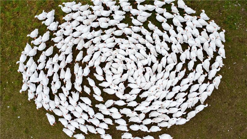 Das mit der Gänsezeit ist ganz anders Schnatter, schnatter: Zuchtgänse laufen über eine Wiese in Sachsen. (Archivbild)