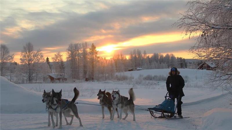 Mit Huskys auf Abenteuer-Tour rund um Engelschoff Schnee für die Schlittenhunde gibt es meist nur beim Training in Lappland.