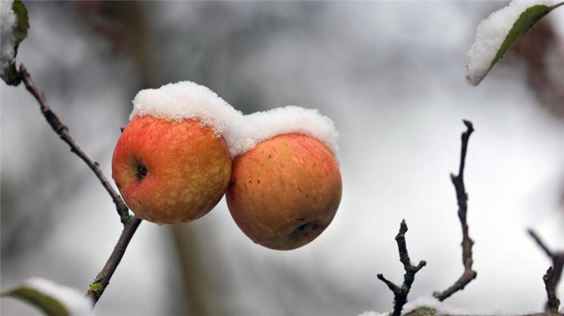 Schnee im Voralpenland: Schneebedeckte Äpfel hängen in einem Garten an einem Apfelbaum.