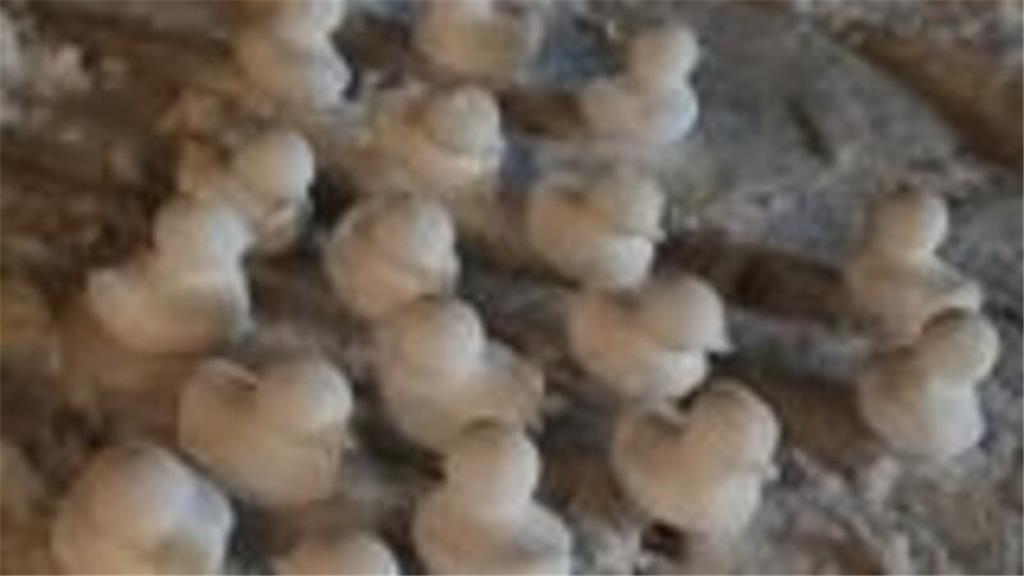 Schneeenten von Maike Echternkamp.