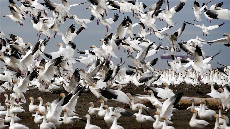 Schneegänse heben über dem Iona Beach in Richmond, British Columbia, Kanada, ab. 