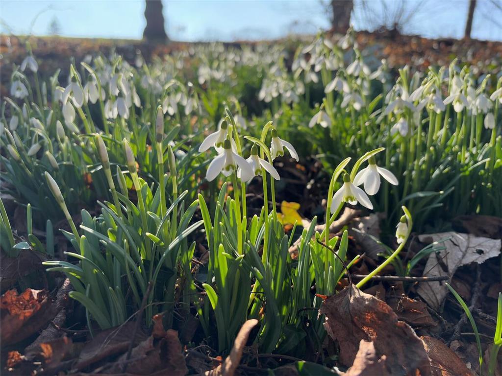Schneeglöckchen am Stader Bujavascript:void(0)rggraben.