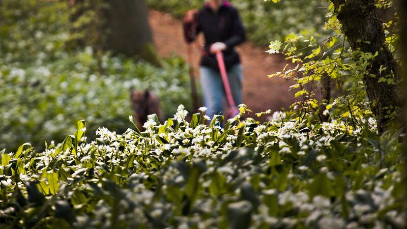 Vorsicht giftig: Hunde und Pferde von Bärlauch fernhalten Schön anzusehen, aber für Hunde und Pferde giftig: Bärlauch.