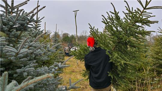 Schöne Weihnachtsbäume gibt es am 13. Dezember in der Harsefelder Marktstraße. (Symbolbild)