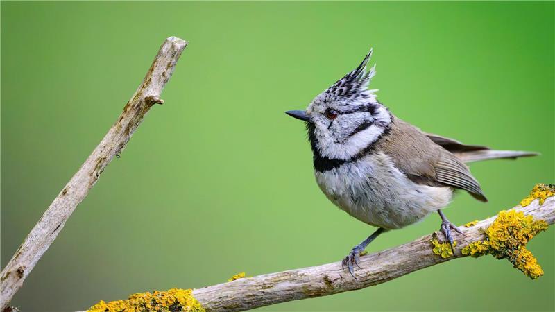 Schöner Kopfschmuck: Eine Haubenmeise steht in Brandenburg auf einem Ast.  