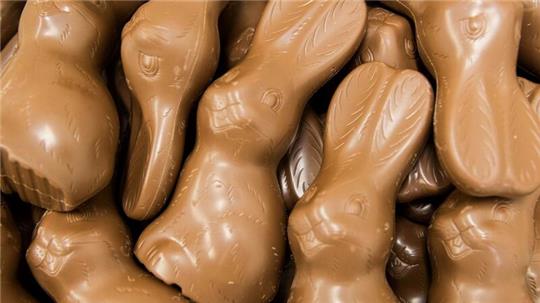 Schokoladen-Hasen liegen in einer Box - bereit, an Ostern versteckt zu werden.