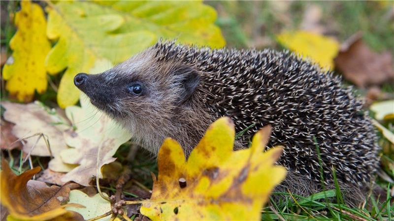 Schon Frühling? Weil es so warm war, wurden manche Winterschläfer vorzeitig wach. (Symbolbild)