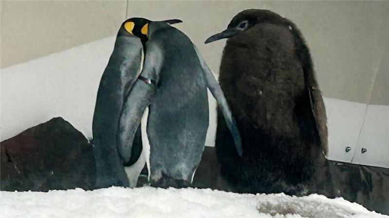 Ein echter Brocken: Pinguin-Baby Pesto ist Social-Media-Star Schon als Baby überragt Königspinguin Pesto sämtliche Artgenossen.
