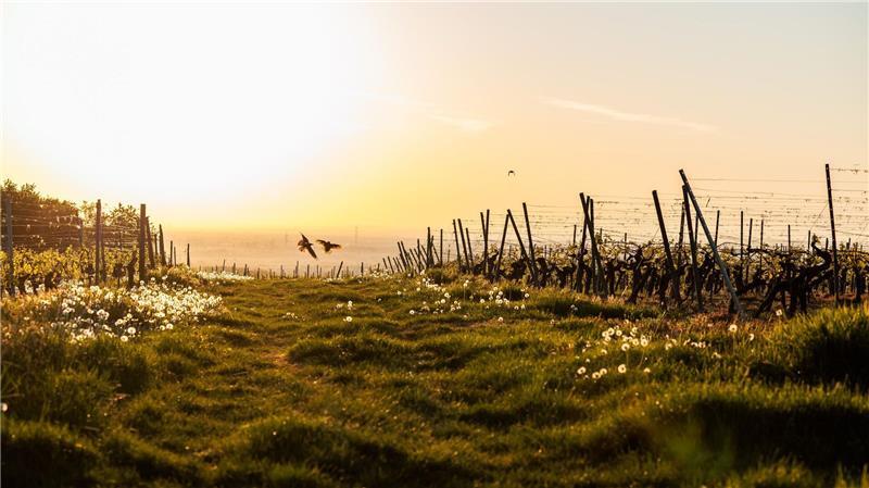 Spätester Sonnenuntergang? Nicht am längsten Tag des Jahres Schon am Morgen macht die Sonne mächtig Eindruck. (Archivbild)