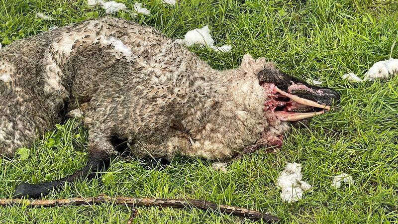 Schon aufgrund der Spuren war auf Hahnöfersand von einem Wolfsriss auszugehen.