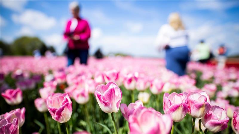 Schon einen Tag nach Ostermontag sollen die Tulpenköpfe abgemäht werden. 