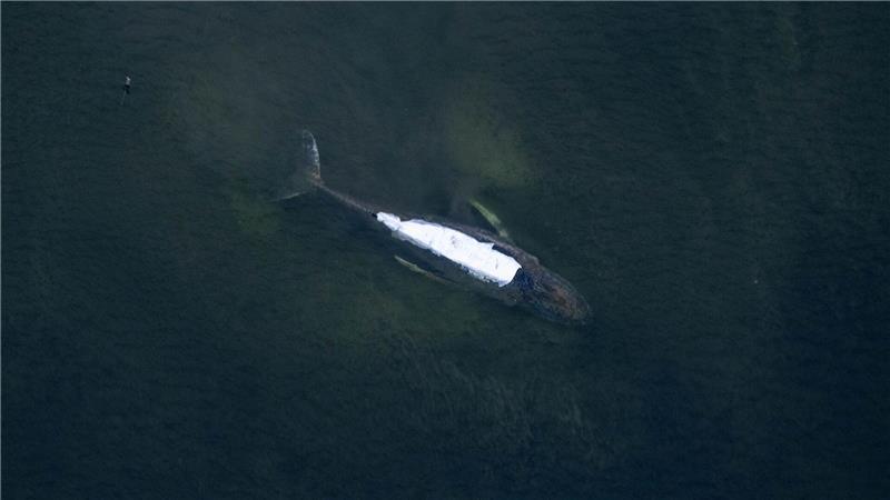 Schon fünf Mal ist der Buckelwal in flache Zonen geschwommen.