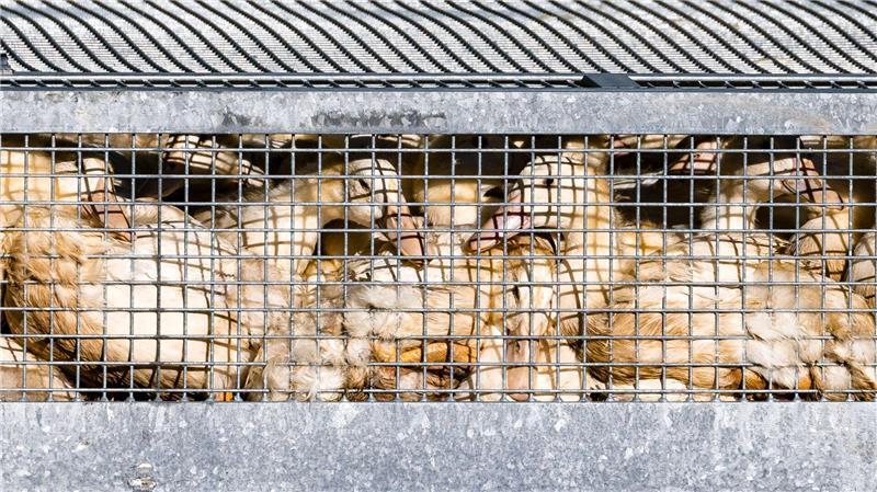 Schon mehr als eine halbe Million Enten, Gänse, Puten und Hühner wurden getötet, nachdem in den jeweiligen Beständen die Geflügelpest festgestellt worden war. (Symbolbild)