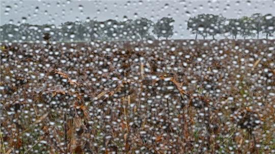 Schon seit Wochen hat es in Niedersachsen nicht mehr richtig geregnet – das Wasser fehlt im Boden. (Archivbild)
