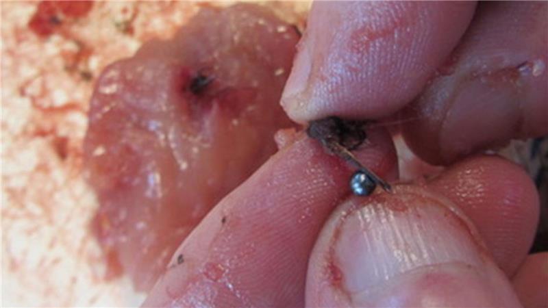 Schrotkugeln wie diese fanden Forschende in Fasanen und Moorschneehühnern.