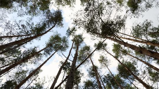 Schutz der Wälder gegen Waldbrände 