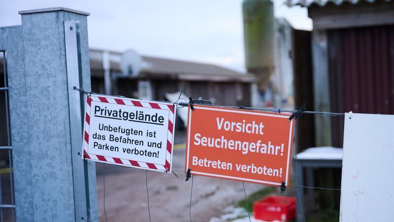 Landwirte in Sorge: Wie groß ist das Ausmaß der Maul- und Klauenseuche? Schutzmaßnahmen sind angelaufen nach dem Ausbruch der Maul- und Klauenseuche.