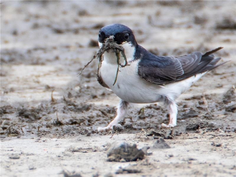 Schwalben: Fliegende Glücksbringer sind zurück im Landkreis Schwalben - hier eine Mehlschwalbe - gelten als Glücksbringer, finden aber immer weniger Nahrung und Nistplätze. Das Kreis-Naturschutzamt zeichnet wieder entsprechende Artenschutzprojekte aus. Foto: Heinze