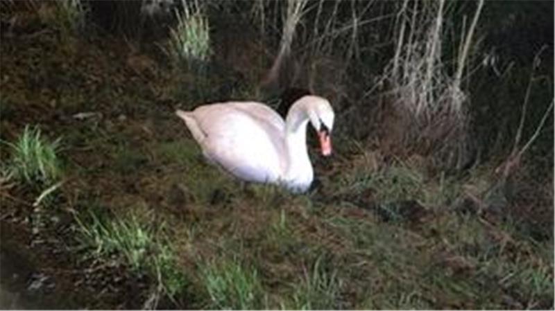 Schwan Waldemar auf Abwegen.